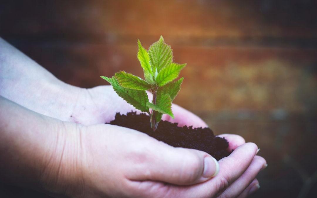 Craters & Freighters: Driving Sustainability Through Tree Planting